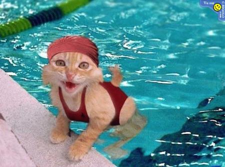 qui a dis que les chat n'aimais pas l'eau??